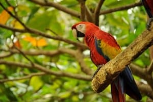 LAPA ROJA